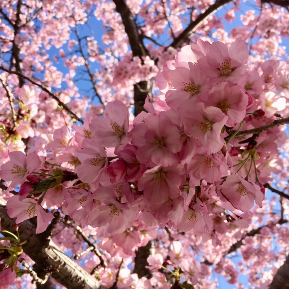 Meet your Posher, Tiffany - Picture 1 of 1